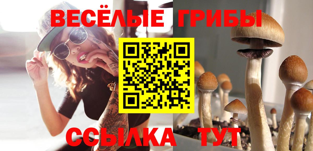 Псилоцибиновые грибы Cubensis Кстово